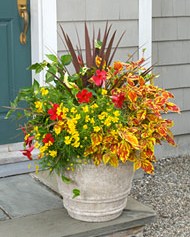 colorful container gardens