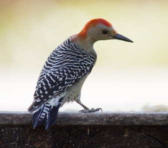 Redbelly  Woodpecker