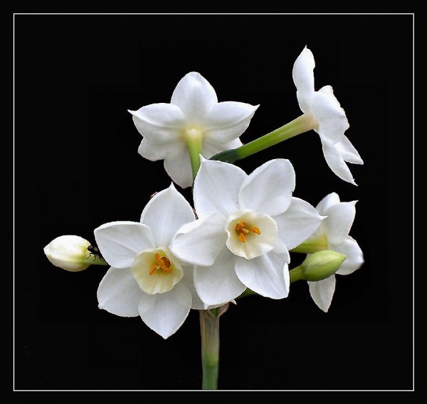 Paperwhite Narcissus add color and fragrance to your cottage home.