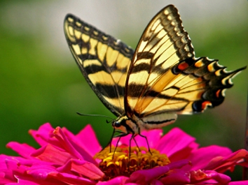 attracting butterflies to your cottage garden