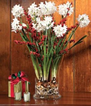 paperwhites are a great flower for winter color and fragrance in your cottage home