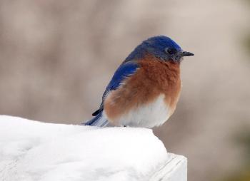 Eastern Bluebird