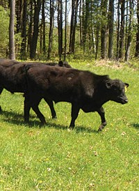 Angus beef at White Flower Farm