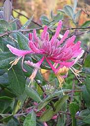 attracting butterflies to your cottage garden