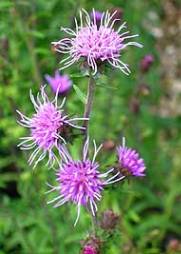 butterfly plants for your cottage garden