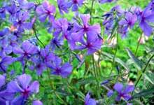 flowers for your cottage garden
