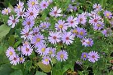 cottage gardens