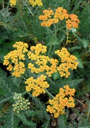 Flowers for your cottage garden
