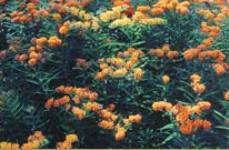 butterflies for your cottage garden