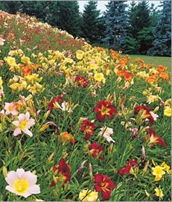 designing a cottage garden