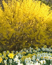 Cottage gardens and landscaping