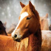 Blogs/mare.jpg