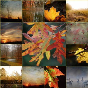 Cottage Blogs - Dear Little Red House