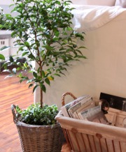 decorating with cottage style